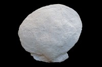 bivalve sp